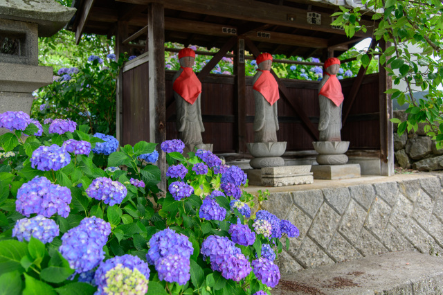 法船寺　紫陽花