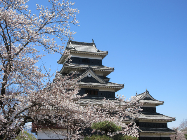 松本城　桜