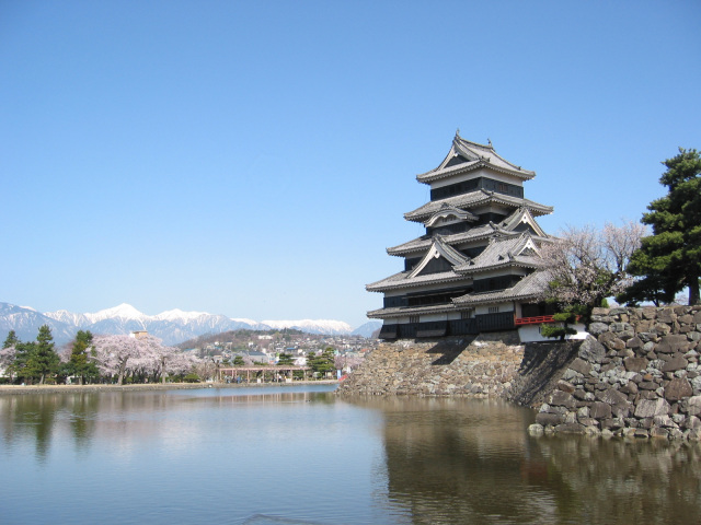 松本城　桜