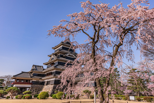 松本城　桜