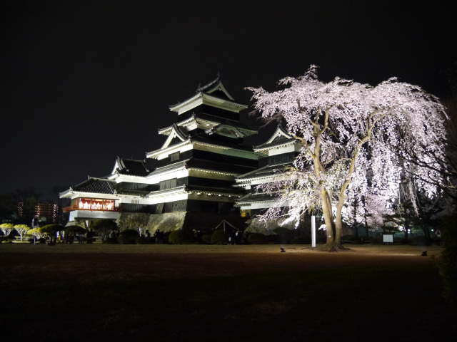 松本城　夜桜