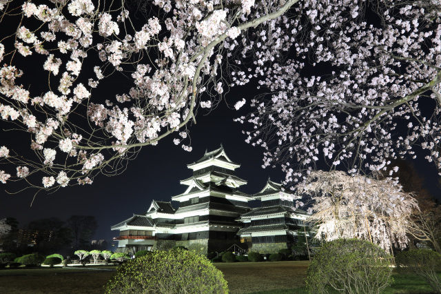 松本城　夜桜