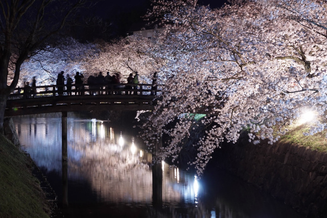 松本城外堀　夜桜