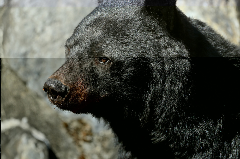 Take measures against bears when walking