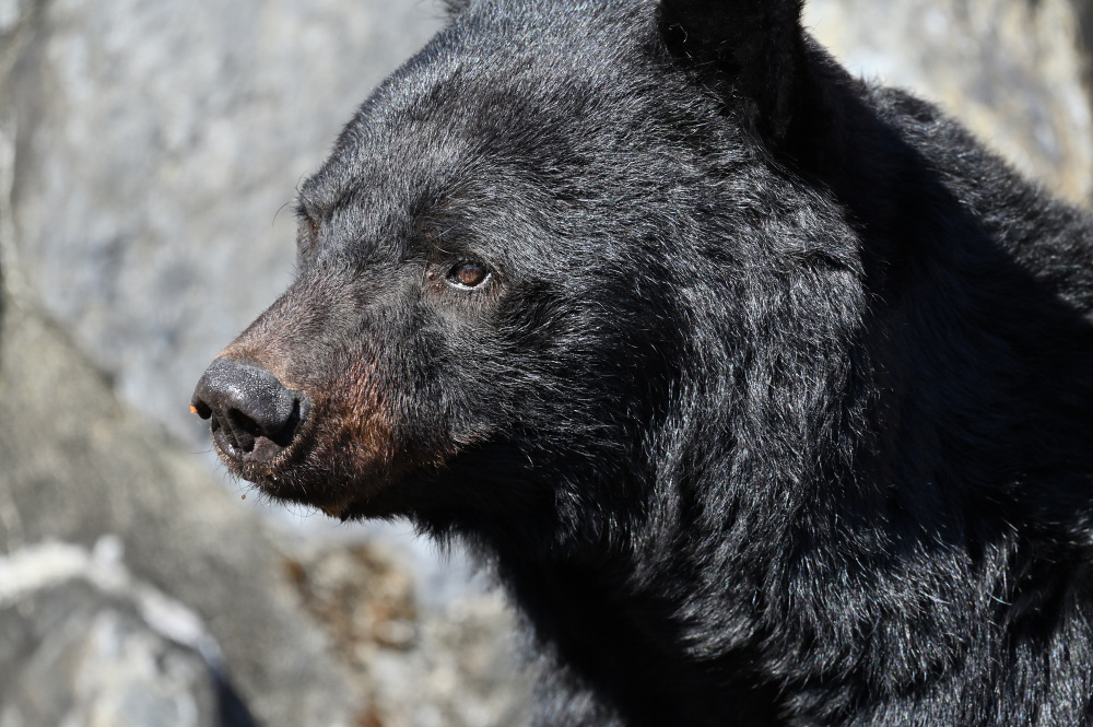散步時請留意並防範野生黑熊