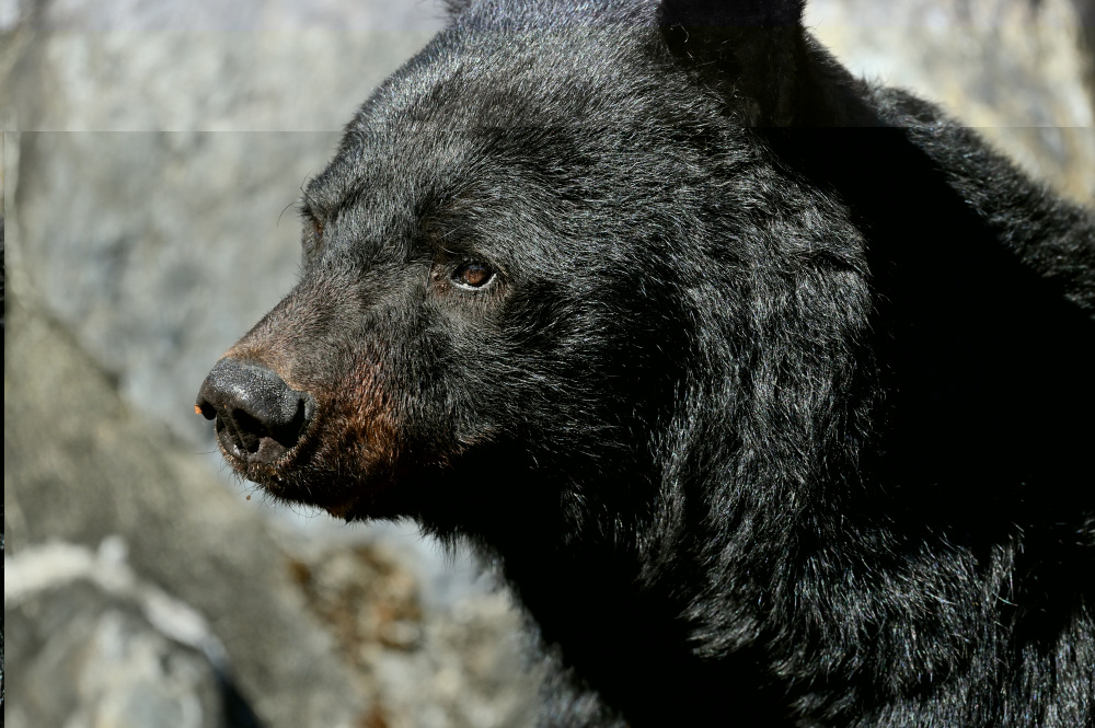 ควรระมัดระวังหมีขณะเดินป่า