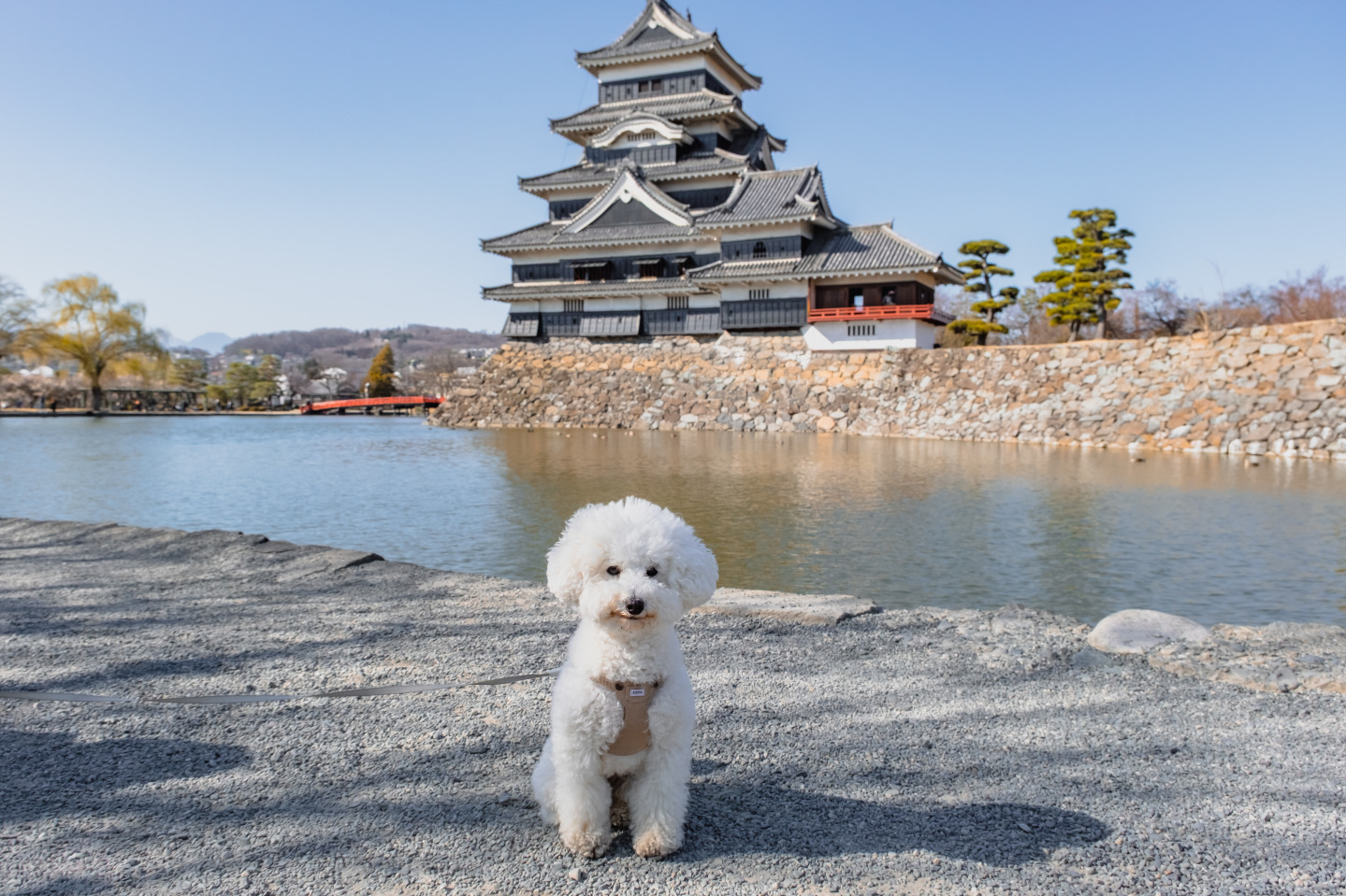 【愛犬同伴】愛犬とめぐる松本日帰りフォトトリップ