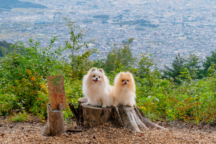 【愛犬同伴】愛犬とキャンプ＆城下町散策 満喫の1泊2日