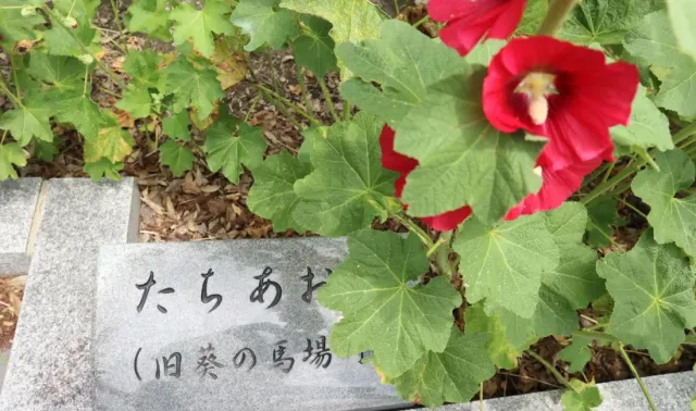 まつもと湧水巡り「松本神社前井戸」タチアオイが咲き始めています。