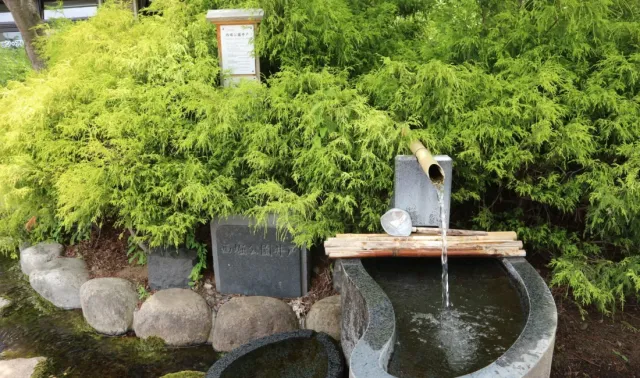 まつもと湧水巡り「西堀公園井戸」ヤマボウシの白い花が咲いています。