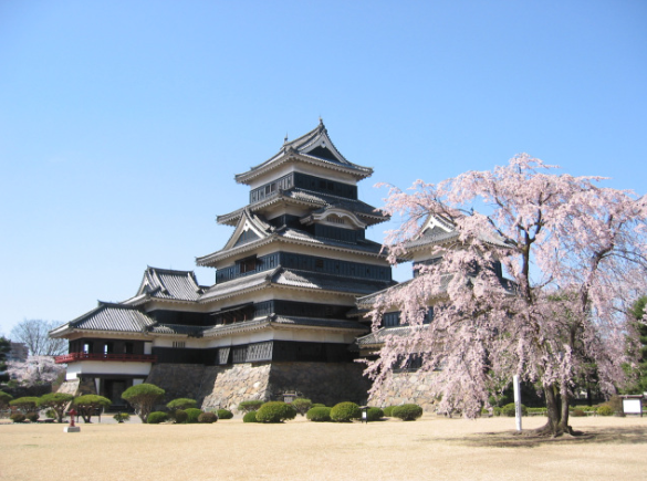 松本城 清正公 駒つなぎの桜