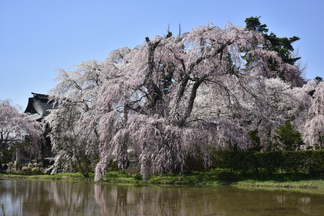安養寺のしだれ桜