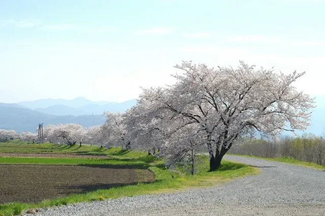 梓川左岸堤防沿い(岩岡神社)