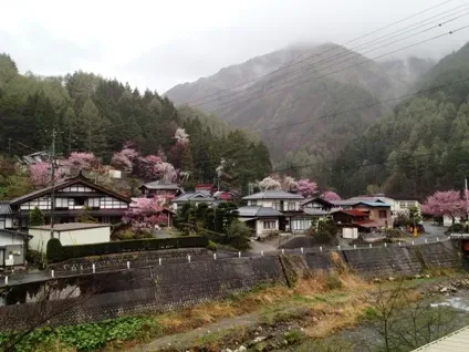奈川の御殿桜(入山地区)
