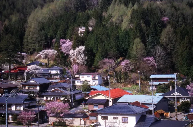 奈川の御殿桜(黒川渡地区他)