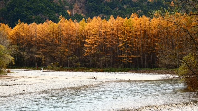 上高地(カラマツの黄葉)