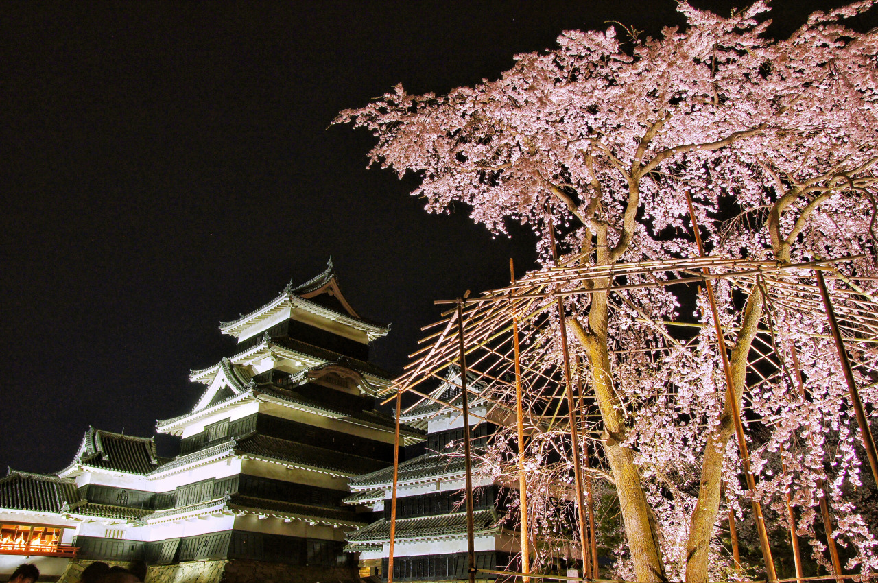 松本城_夜桜