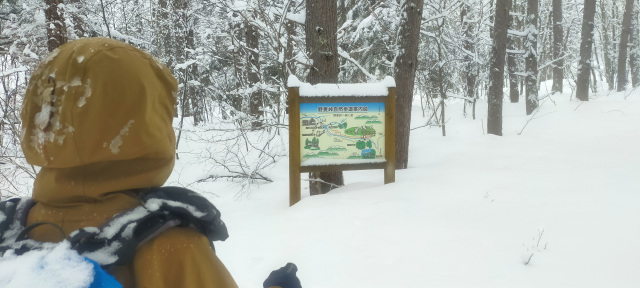 Nomugi Pass Snowshoe Hike: 1-Day Tour