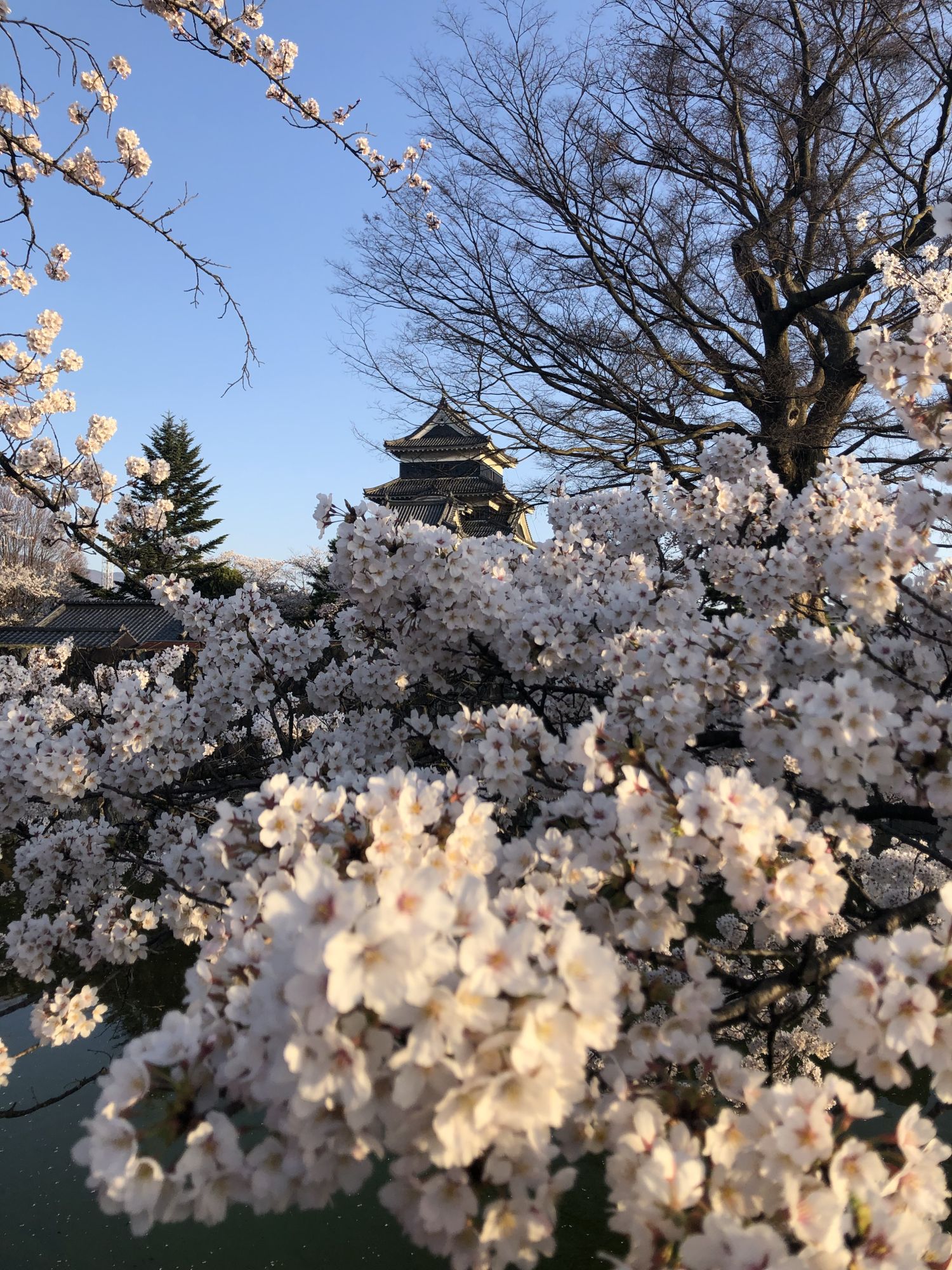 信濃のあじさい寺 弘長寺 紫陽花が美しく咲いています 新まつもと物語