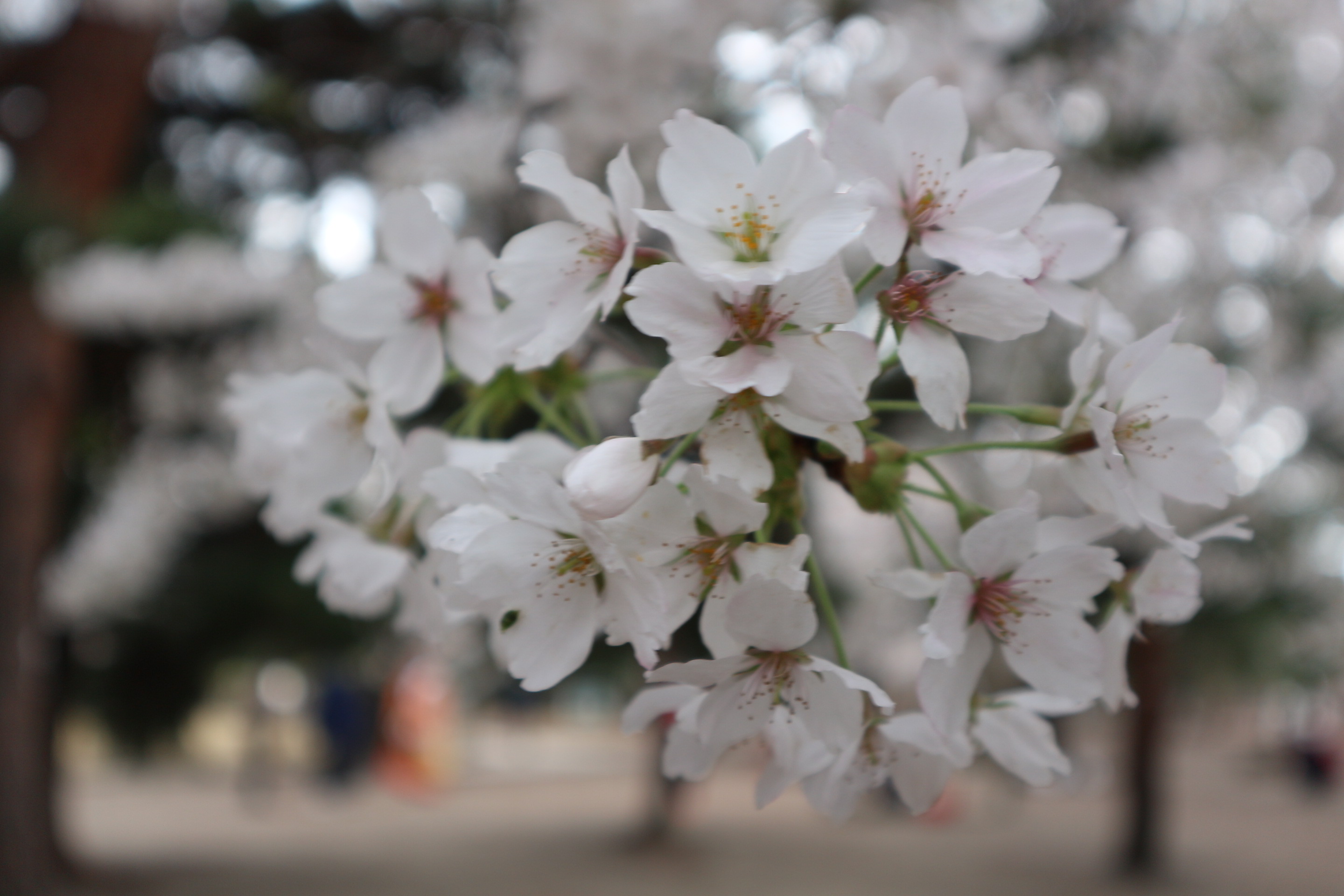 松本城周辺の桜 旧開智学校 旧司祭館など 新まつもと物語