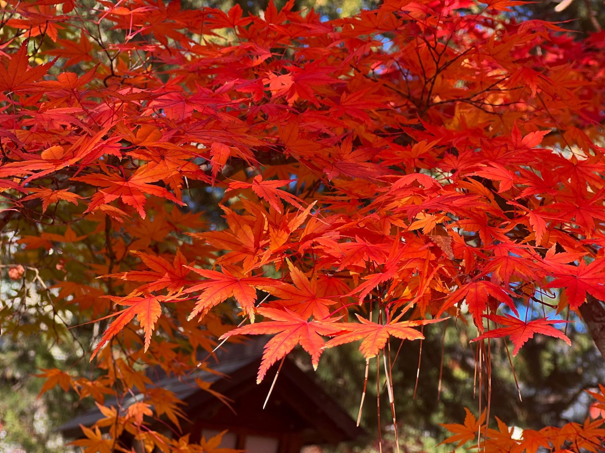紅葉もみじ壺 河口湖の紅葉まつりと富士山 (Autumn colors in Kawaguchi lake with