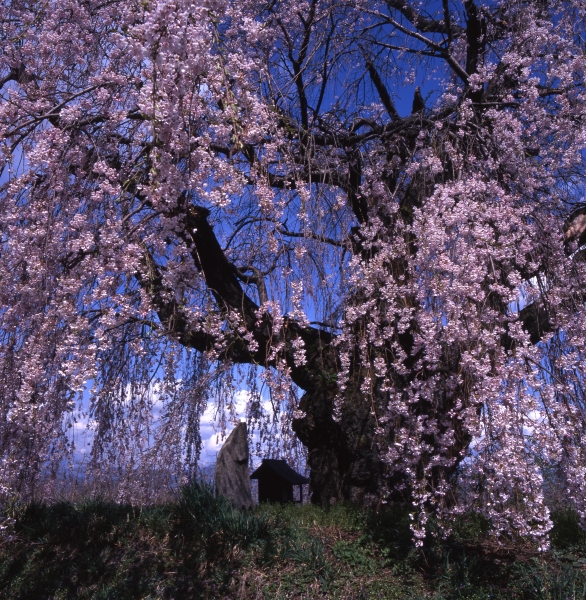 御殿桜(奈川)