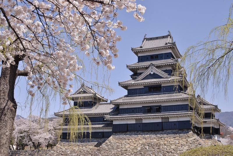 松本城桜 (3)