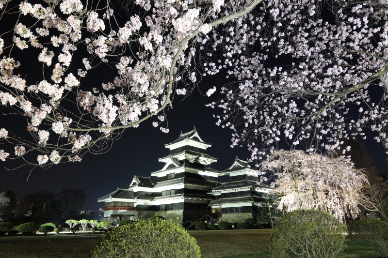 松本城夜桜(2)