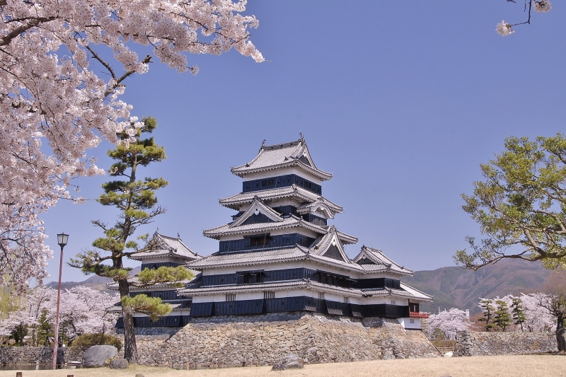 松本城桜 (2)