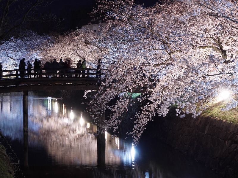 01松本城（夜桜外堀）