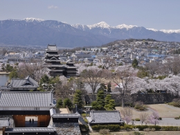 松本城桜 (4)