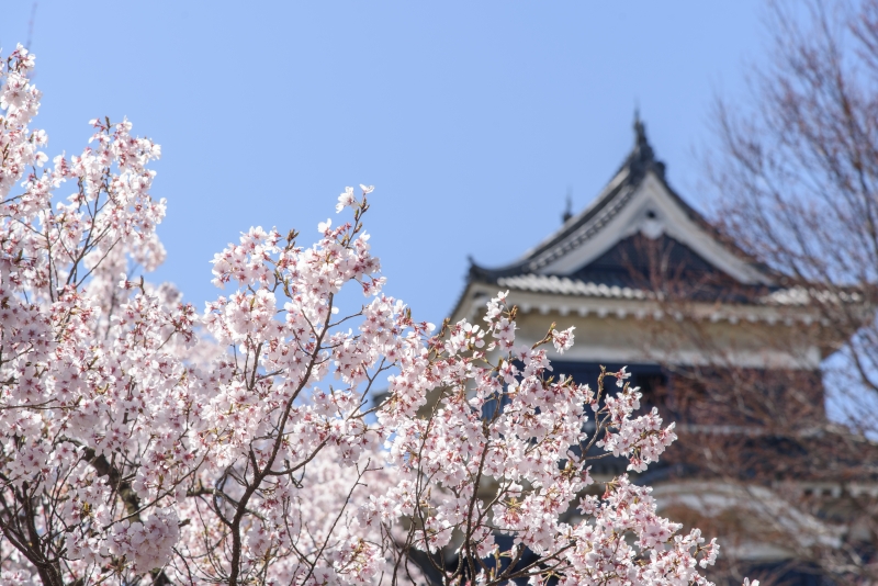 国宝松本城桜2019年4月（２）