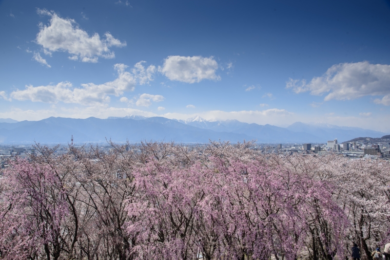 弘法山桜（８）