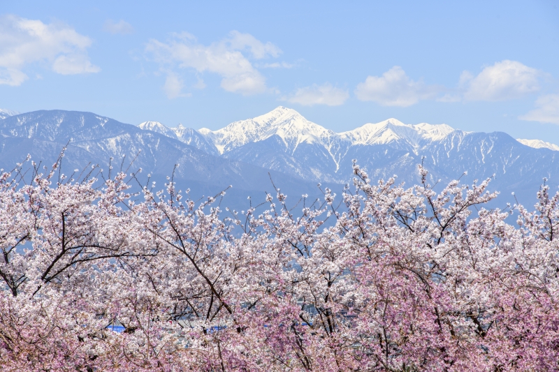 弘法山桜（４）