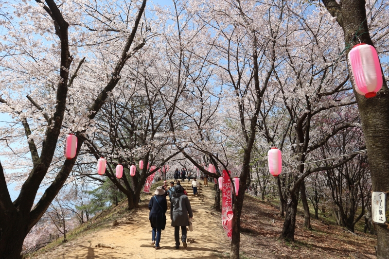 弘法山桜まつり