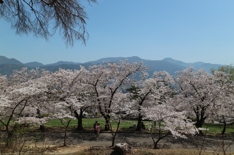 城山公園桜（２）