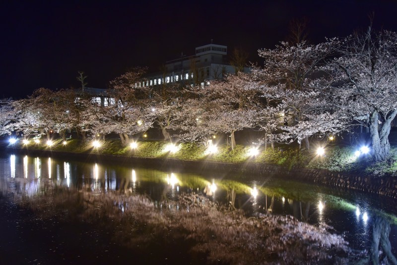 松本城外堀の桜