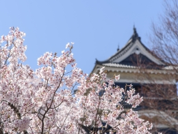国宝松本城桜2019年4月（２）