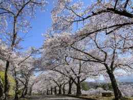 城山公園桜（１）
