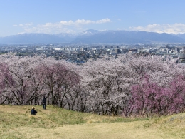 弘法山桜（２）