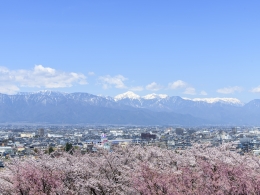 弘法山桜（３）