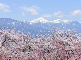 弘法山桜（４）