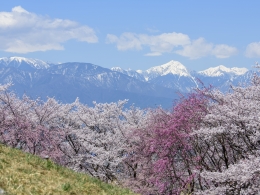 弘法山桜（５）