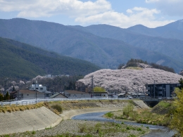 弘法山桜（６）
