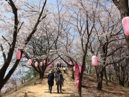 弘法山桜まつり