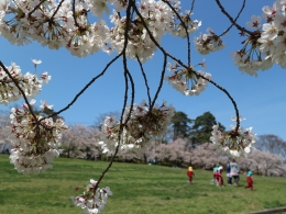 城山公園桜（１）