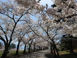 城山公園桜並木