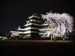 国宝松本城夜桜（１）