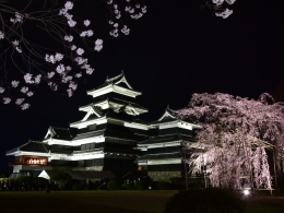 国宝松本城夜桜（3）