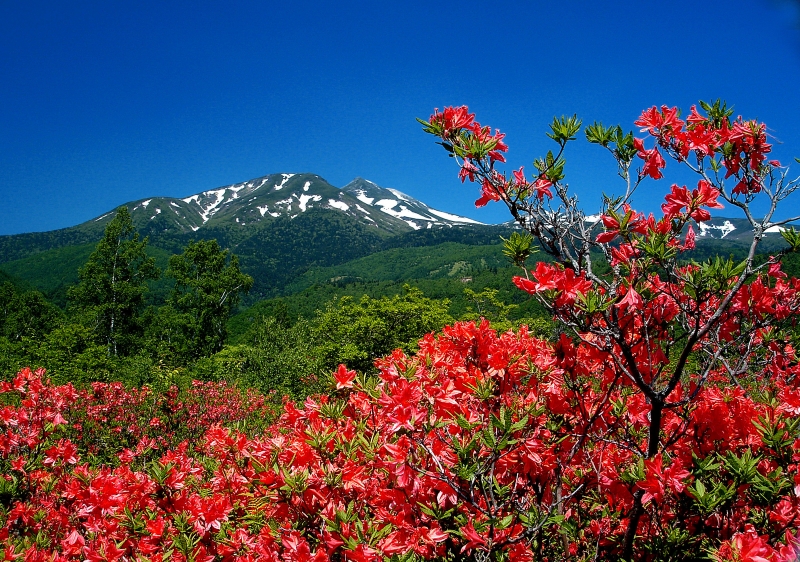 乗鞍岳とレンゲツツジ